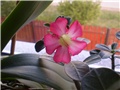 adenium